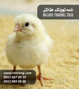 جوجه گوشتی کاپ سبزدشت